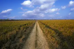 Pobitora Wildlife Sanctuary MORIGAON assam IMG 9253